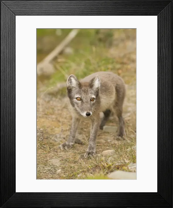 Framed Print : DDE-90034203 Framed Print : DDE-90034203