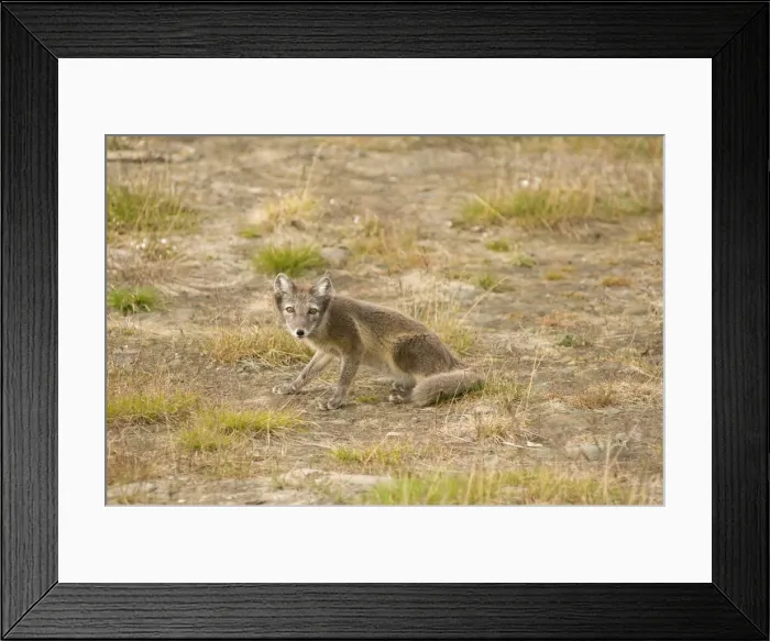 Framed Print : DDE-90034201 Framed Print : DDE-90034201