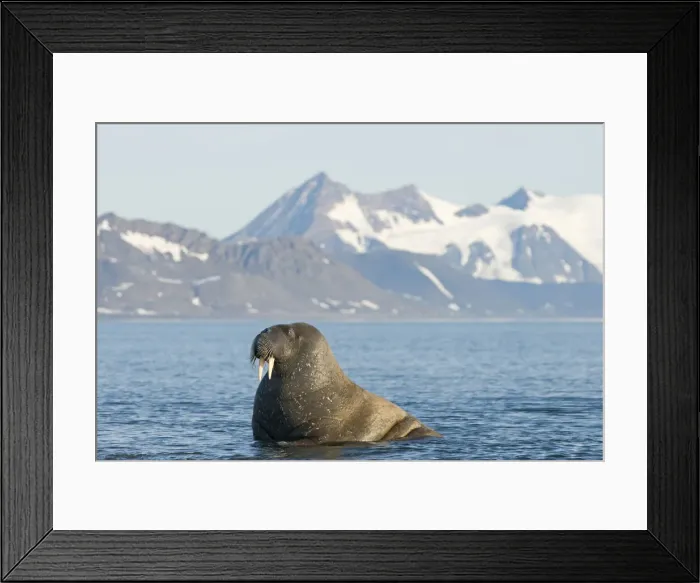 Framed Print : DDE-90034205 Framed Print : DDE-90034205