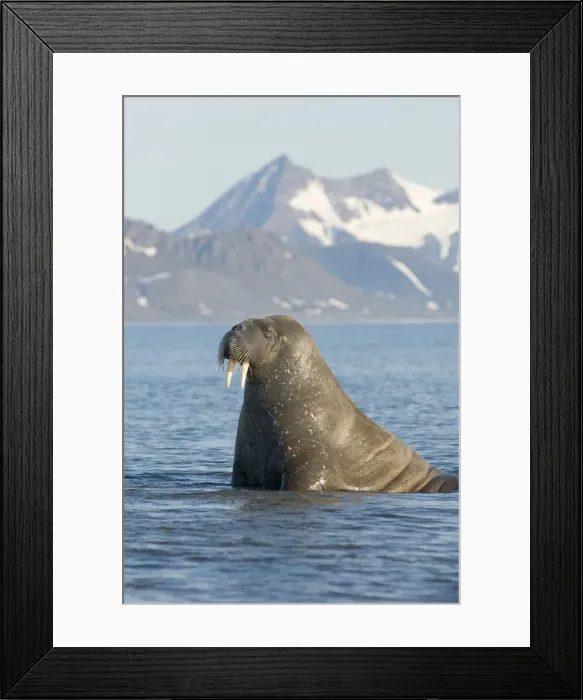 Framed Print : DDE-90034206 Framed Print : DDE-90034206