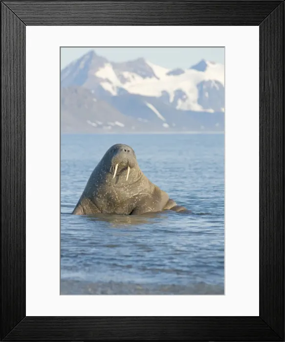 Framed Print : DDE-90034207 Framed Print : DDE-90034207