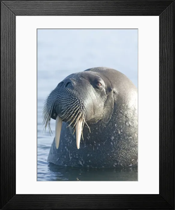 Framed Print : DDE-90034208 Framed Print : DDE-90034208
