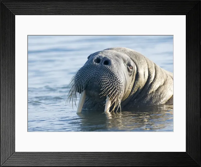 Framed Print : DDE-90034209 Framed Print : DDE-90034209