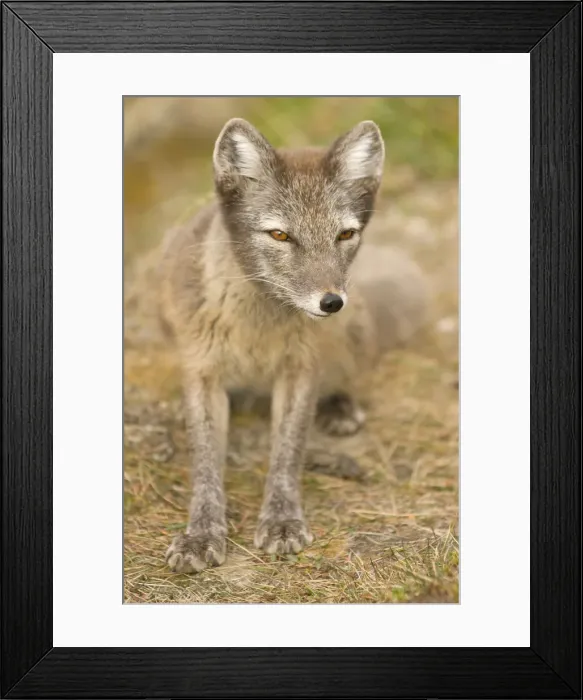 Framed Print : DDE-90034204 Framed Print : DDE-90034204