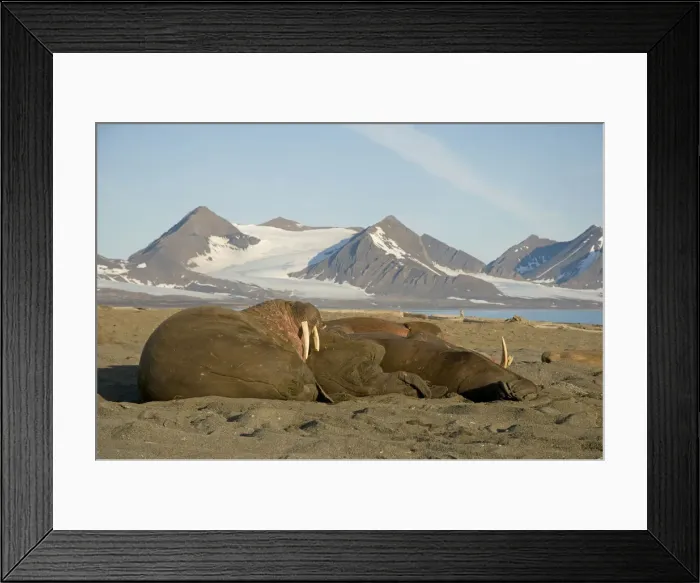 Framed Print : DDE-90034211 Framed Print : DDE-90034211