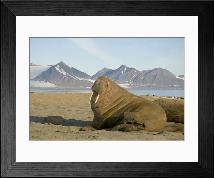 Framed Print : DDE-90034212 Framed Print : DDE-90034212