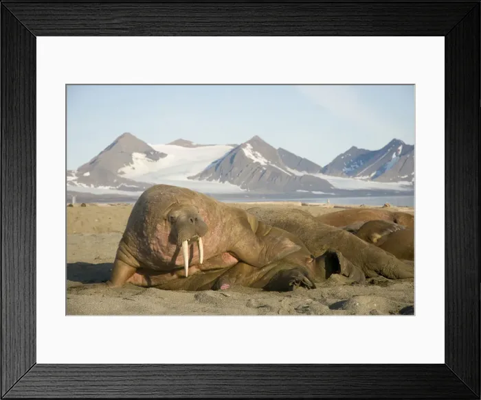 Framed Print : DDE-90034213 Framed Print : DDE-90034213