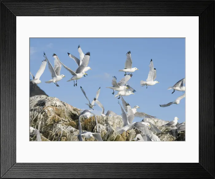 Framed Print : DDE-90034215 Framed Print : DDE-90034215