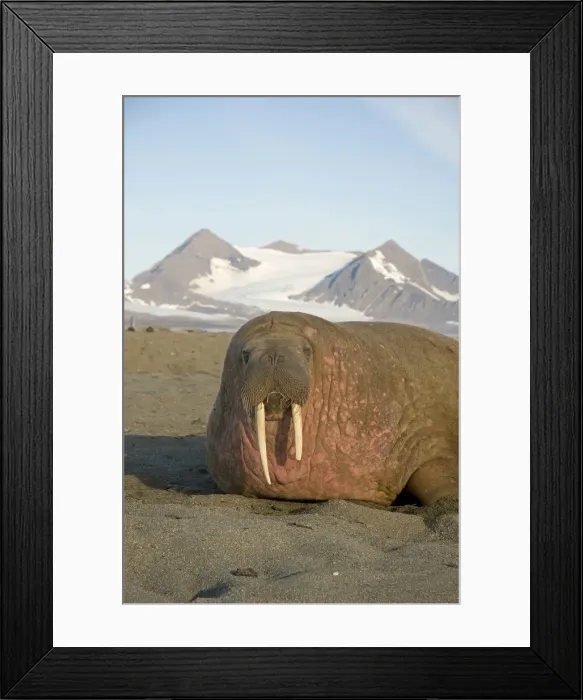 Framed Print : DDE-90034214 Framed Print : DDE-90034214