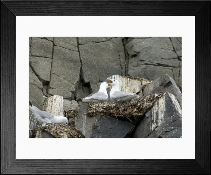 Framed Print : DDE-90034220 Framed Print : DDE-90034220