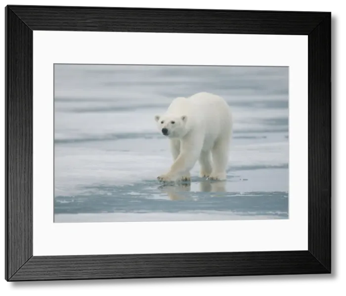 Framed Print : DDE-90034224 Framed Print : DDE-90034224