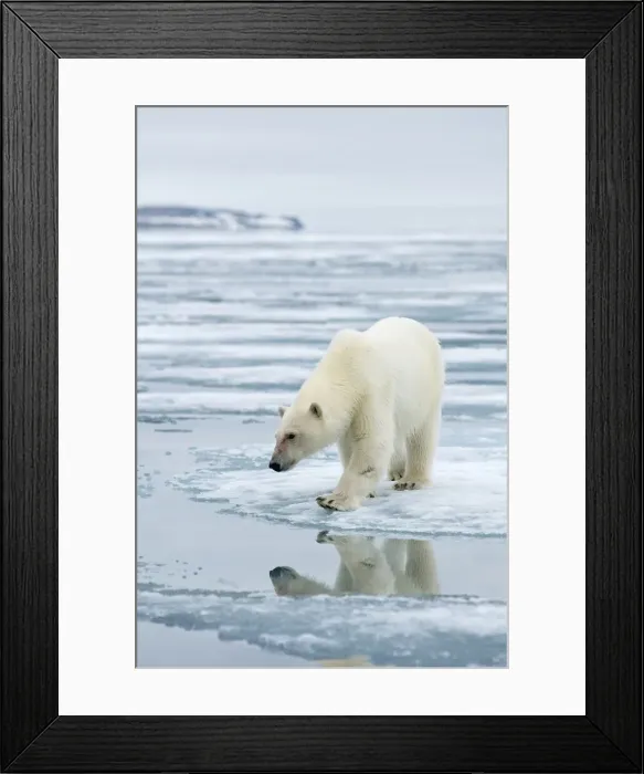 Framed Print : DDE-90034228 Framed Print : DDE-90034228