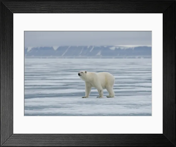 Framed Print : DDE-90034227 Framed Print : DDE-90034227