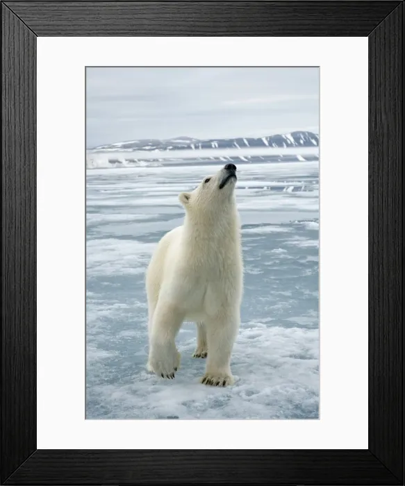 Framed Print : DDE-90034229