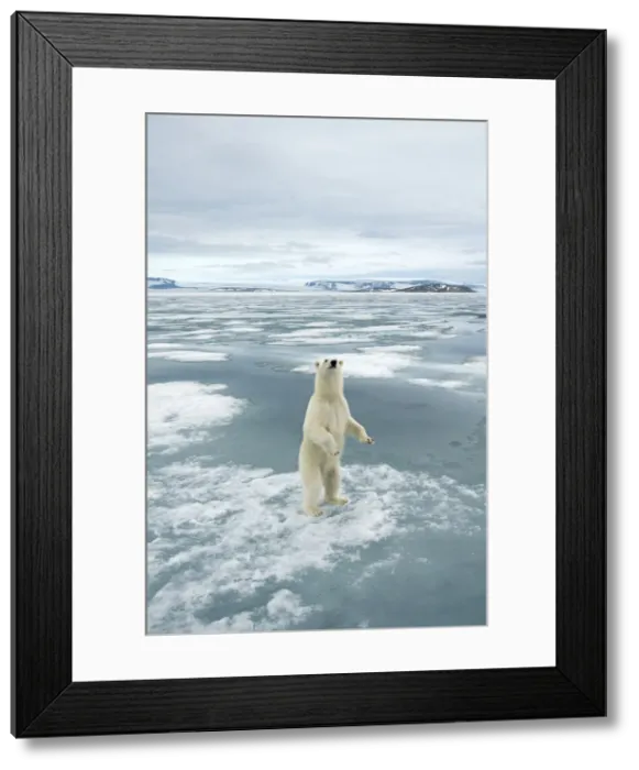 Framed Print : DDE-90034231 Framed Print : DDE-90034231