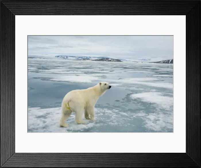 Framed Print : DDE-90034235 Framed Print : DDE-90034235