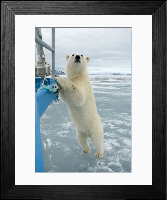 Framed Print : DDE-90034237 Framed Print : DDE-90034237
