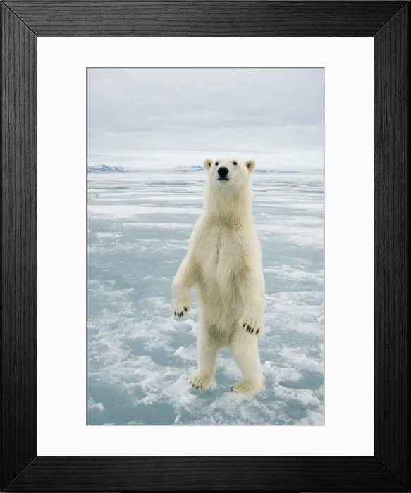 Framed Print : DDE-90034240 Framed Print : DDE-90034240