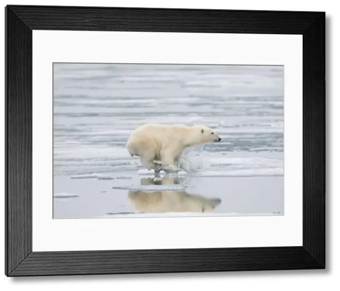 Framed Print : DDE-90034248 Framed Print : DDE-90034248