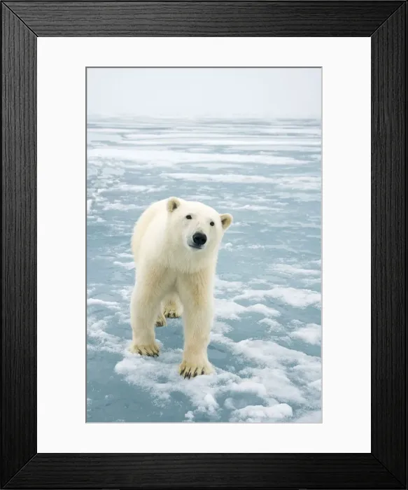 Framed Print : DDE-90034252 Framed Print : DDE-90034252