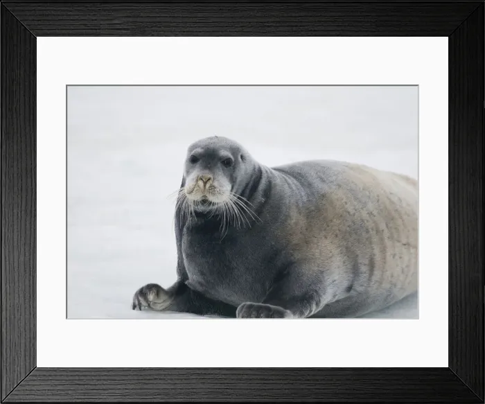 Framed Print : DDE-90034255 Framed Print : DDE-90034255