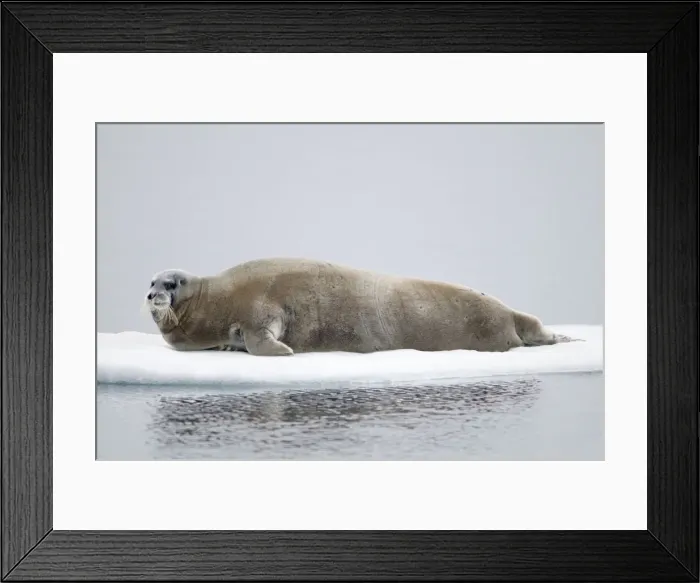 Framed Print : DDE-90034254 Framed Print : DDE-90034254