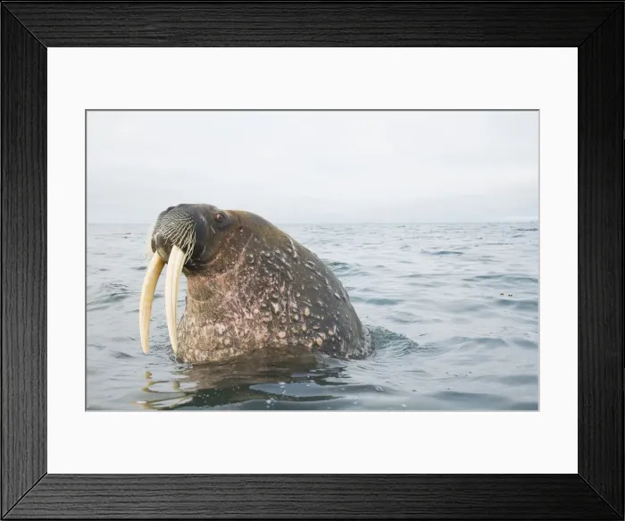 Framed Print : DDE-90034256 Framed Print : DDE-90034256
