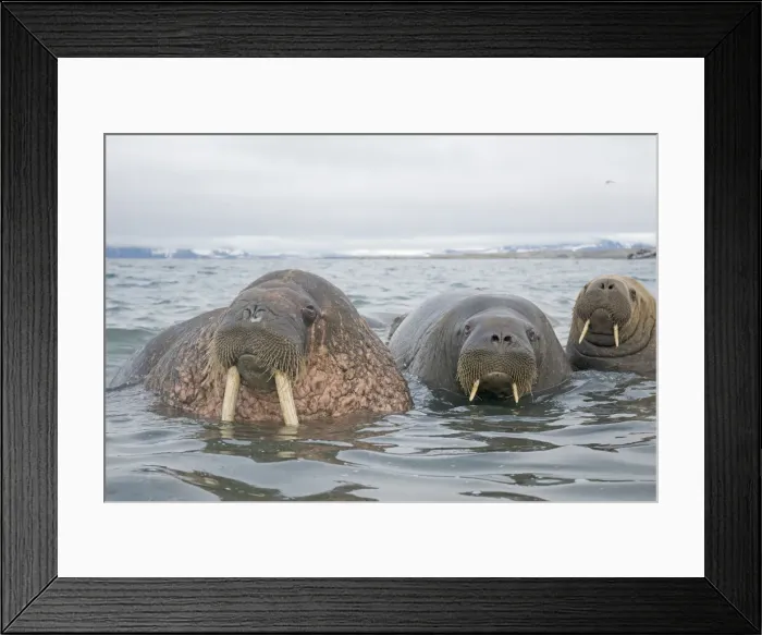 Framed Print : DDE-90034258 Framed Print : DDE-90034258