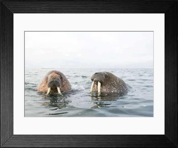 Framed Print : DDE-90034257 Framed Print : DDE-90034257