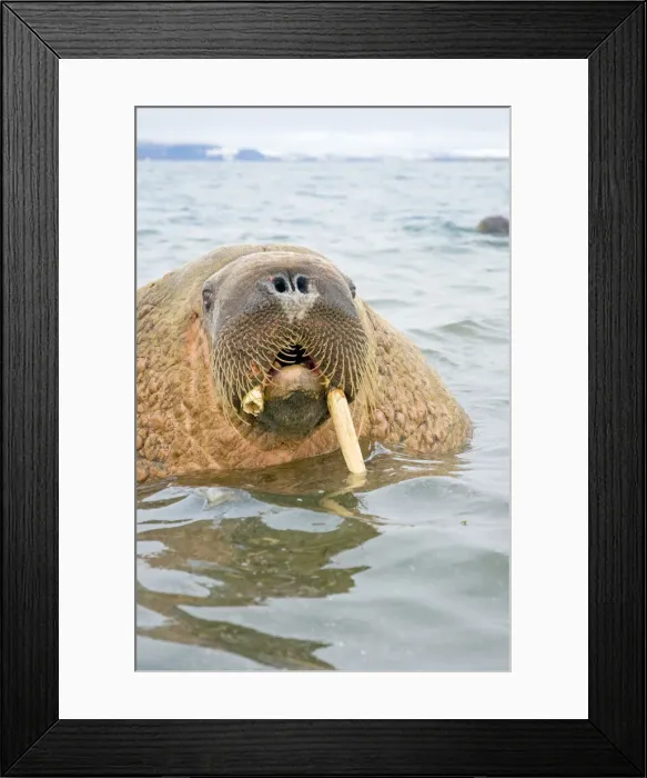 Framed Print : DDE-90034259 Framed Print : DDE-90034259