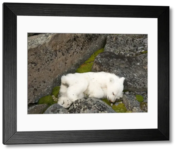 Framed Print : DDE-90034260 Framed Print : DDE-90034260