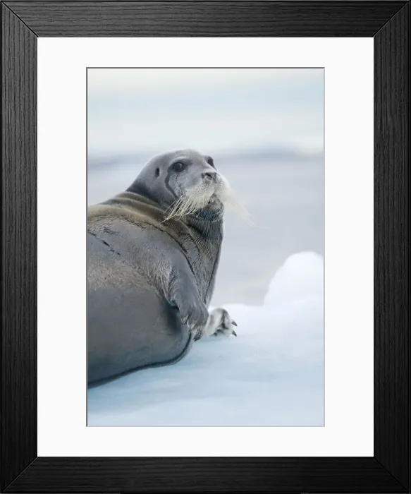 Framed Print : DDE-90034261 Framed Print : DDE-90034261