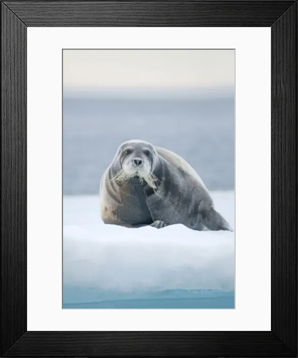 Framed Print : DDE-90034263 Framed Print : DDE-90034263