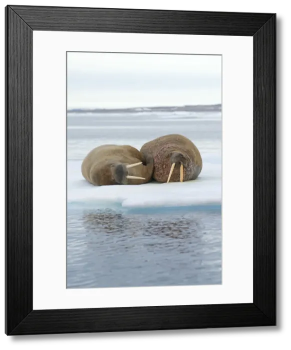 Framed Print : DDE-90034265 Framed Print : DDE-90034265