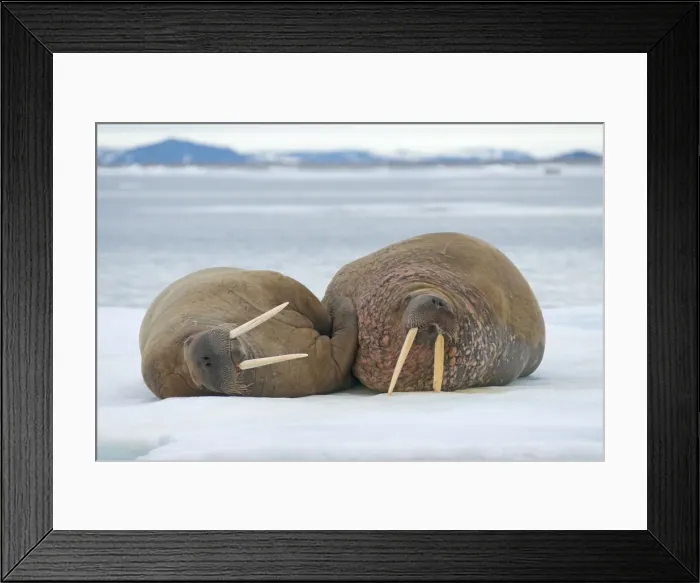 Framed Print : DDE-90034266 Framed Print : DDE-90034266