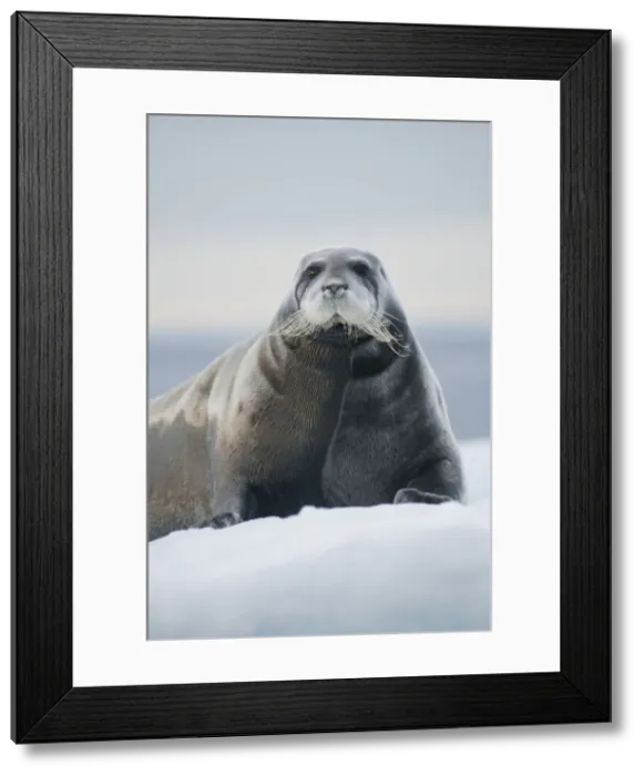 Framed Print : DDE-90034262 Framed Print : DDE-90034262