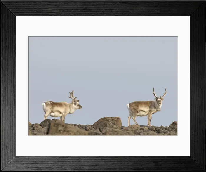 Framed Print : DDE-90034268