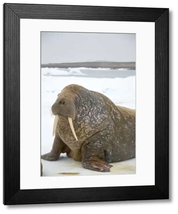 Framed Print : DDE-90034271 Framed Print : DDE-90034271