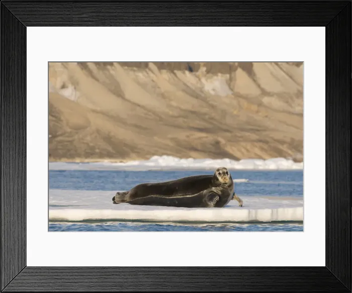 Framed Print : DDE-90034283 Framed Print : DDE-90034283