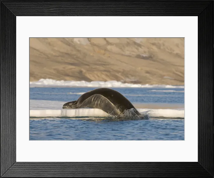 Framed Print : DDE-90034284 Framed Print : DDE-90034284