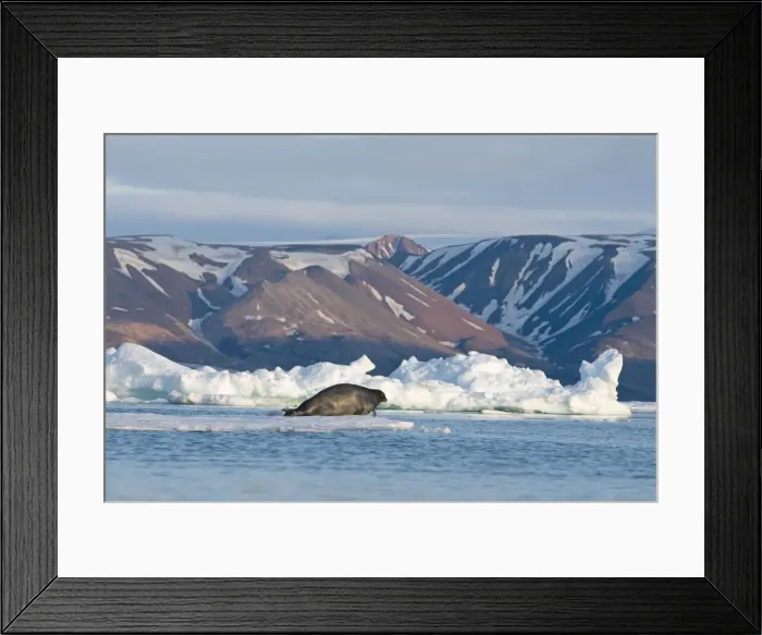 Framed Print : DDE-90034286 Framed Print : DDE-90034286