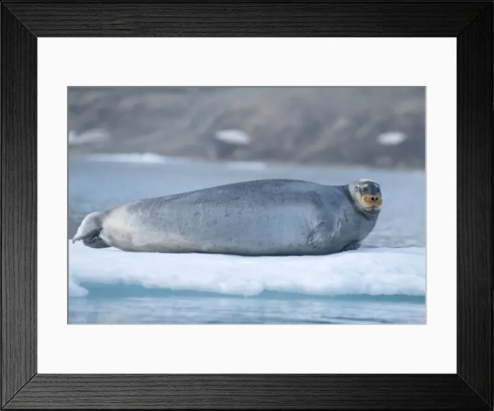 Framed Print : DDE-90034287 Framed Print : DDE-90034287