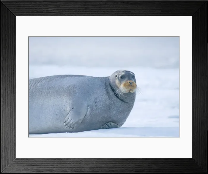 Framed Print : DDE-90034288