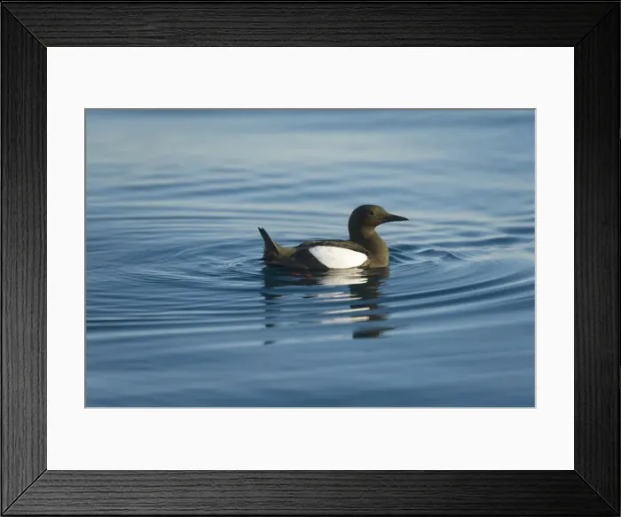 Framed Print : DDE-90034294 Framed Print : DDE-90034294