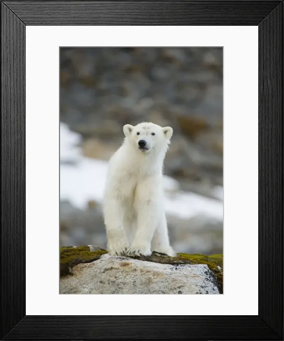 Framed Print : DDE-90034296 Framed Print : DDE-90034296