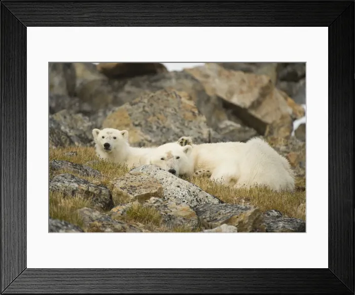 Framed Print : DDE-90034298 Framed Print : DDE-90034298