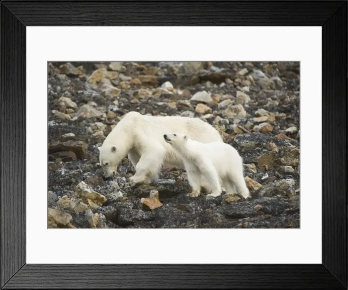 Framed Print : DDE-90034300 Framed Print : DDE-90034300