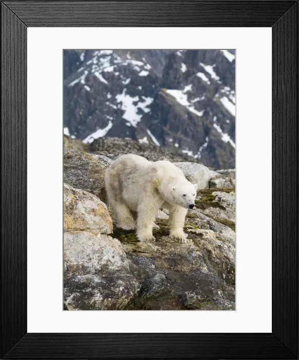Framed Print : DDE-90034309 Framed Print : DDE-90034309