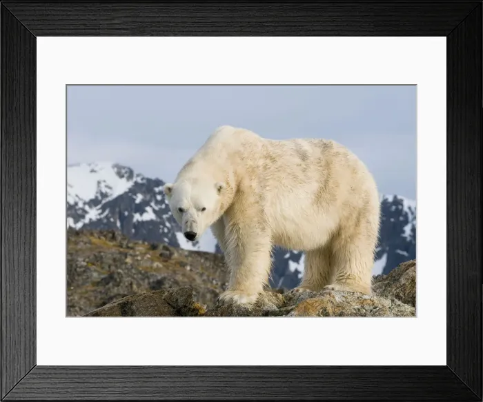 Framed Print : DDE-90034310 Framed Print : DDE-90034310