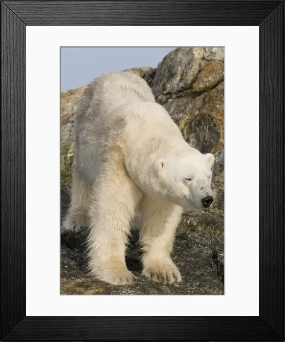 Framed Print : DDE-90034311 Framed Print : DDE-90034311